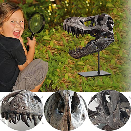 Large T Rex Skull Dinosaur Resin Statue - Fossil Replica Skeleton Decor