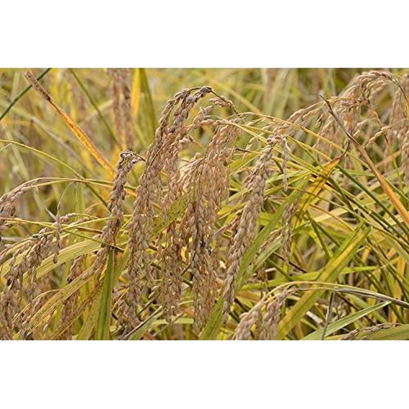 IPPINKA Rice Bran Soap, All Natural, 4.9 oz, Product of Japan (Pack of 2)