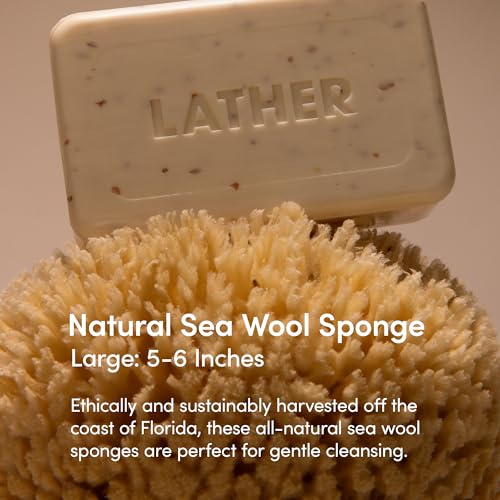 LATHER Natural Sea Wool Sponge (5-6 in) Large Exfoliating Body Scrubber