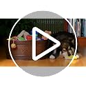 Copper Indestructible Large Dog Toy Storage Bin by BREKX