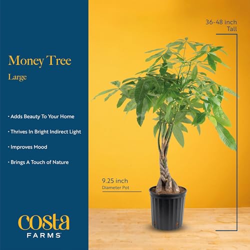Large Indoor Money Tree Plant - 3-4 Ft. Tall, Pet-Friendly, Decorative Planter