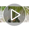 6ft Golden Cane Palm Artificial Tree - Large Tropical Faux Plant for Indoor & Outdoor Decor