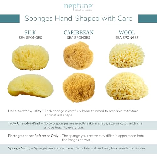Neptune Caribbean Sea Sponge, Hand Cut, Large, Approx. 6-7 inches (Pack of 2)