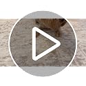 8x10 Beige Ivory Cream Camel Washable Area Rug for Living Room & Bedroom
