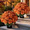 Artificial Hydrangea Flowers 22 Inch Tall with Pot for Outdoor Garden Decor - Orange, 2 Pack