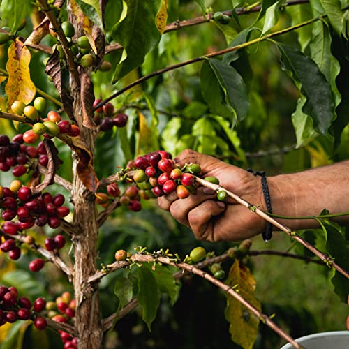 100% Kona Coffee Whole Beans - Medium Roast, 16 oz, Farm Fresh Arabica