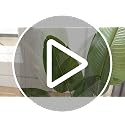 Artificial Bird of Paradise Tree 5ft Tall Fake Tropical Plant with White Pot - Indoor Decor