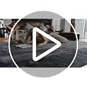 VECARF Navy Blue 8'x10' Shag Area Rug - Soft Washable Fuzzy Indoor Carpet for Living Room & Bedroom