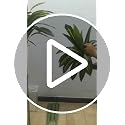 Artificial Dracaena Tree 7Ft Tall with White Planter - Real Touch Indoor Outdoor Decor