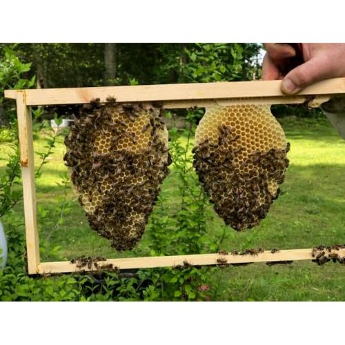 UNSCENTED BEE SALVE 1oz ? Beeswax & Propolis Skin Moisturizer ? All Natural, Small Batch