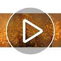 LIGHTSHARE 6ft 2-Pack Lighted Maple Trees with 240 Warm White LEDs Indoor Outdoor Fall Decor