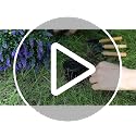 CAZZOVA Lavender Topiary Balls Set of 2 - 24 Inch Faux Shrubs with Stakes