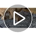 Loloi Amber Lewis Josie Collection Earth/Natural 2'6" x 12' Rectangular Runner Rug, Machine Washable