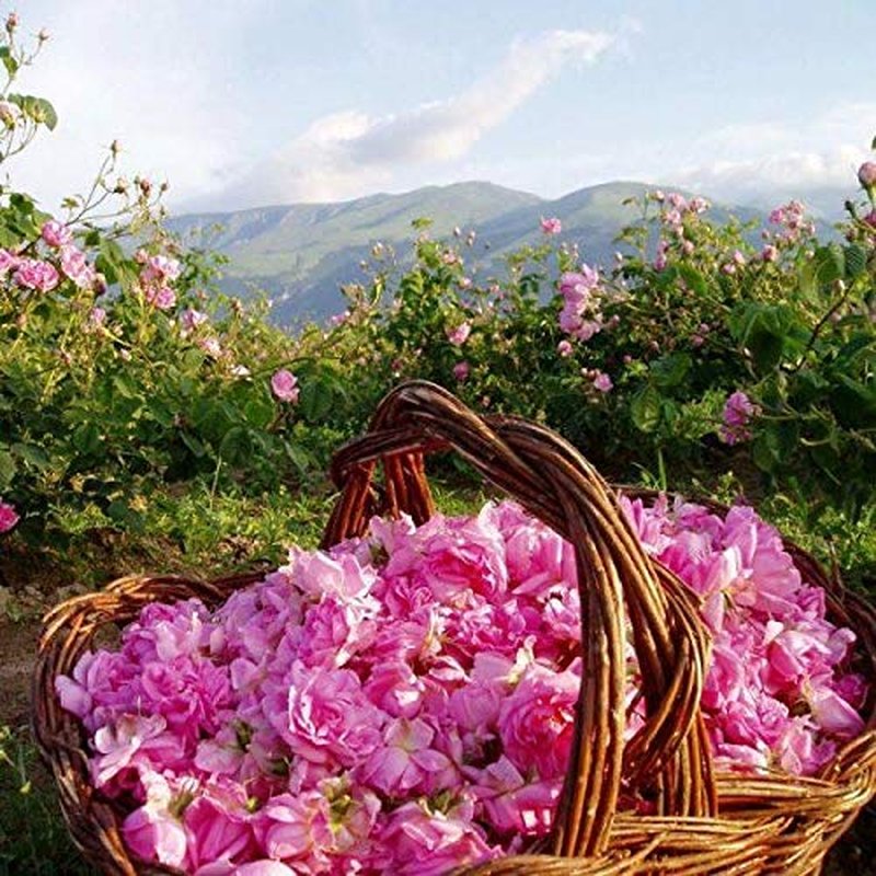 Bulgarian Rose Body Butter with Natural Rose Oil, Nourishing & Moisturizing, Hydrating Skin Care, Rejuvenating Body Lotion