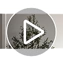 FEELEAD 6ft Artificial Olive Tree with Pre-Potted Planter - Indoor Home Decor