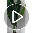 Bird of Paradise Artificial Plant Set - 3.3 ft Tall Faux Banana Leaf Tree, 2 Pack