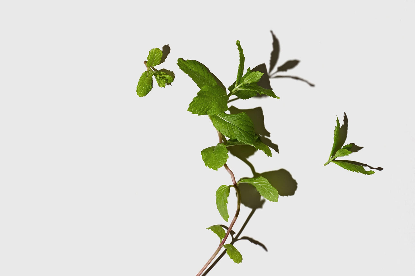 LATHER Avocado Mint Hair Mask Repair Treatment - Deep Conditioning Hair Mask to Smooth, Restore Strength & Shine on Dry or Damaged Hair - Leave In Conditioning Mask - Sulfate Free - 4 Fl Oz Tube