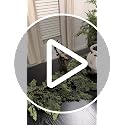 9FT Artificial Cedar Garland for Christmas Decoration - 2 Pack - Real Touch