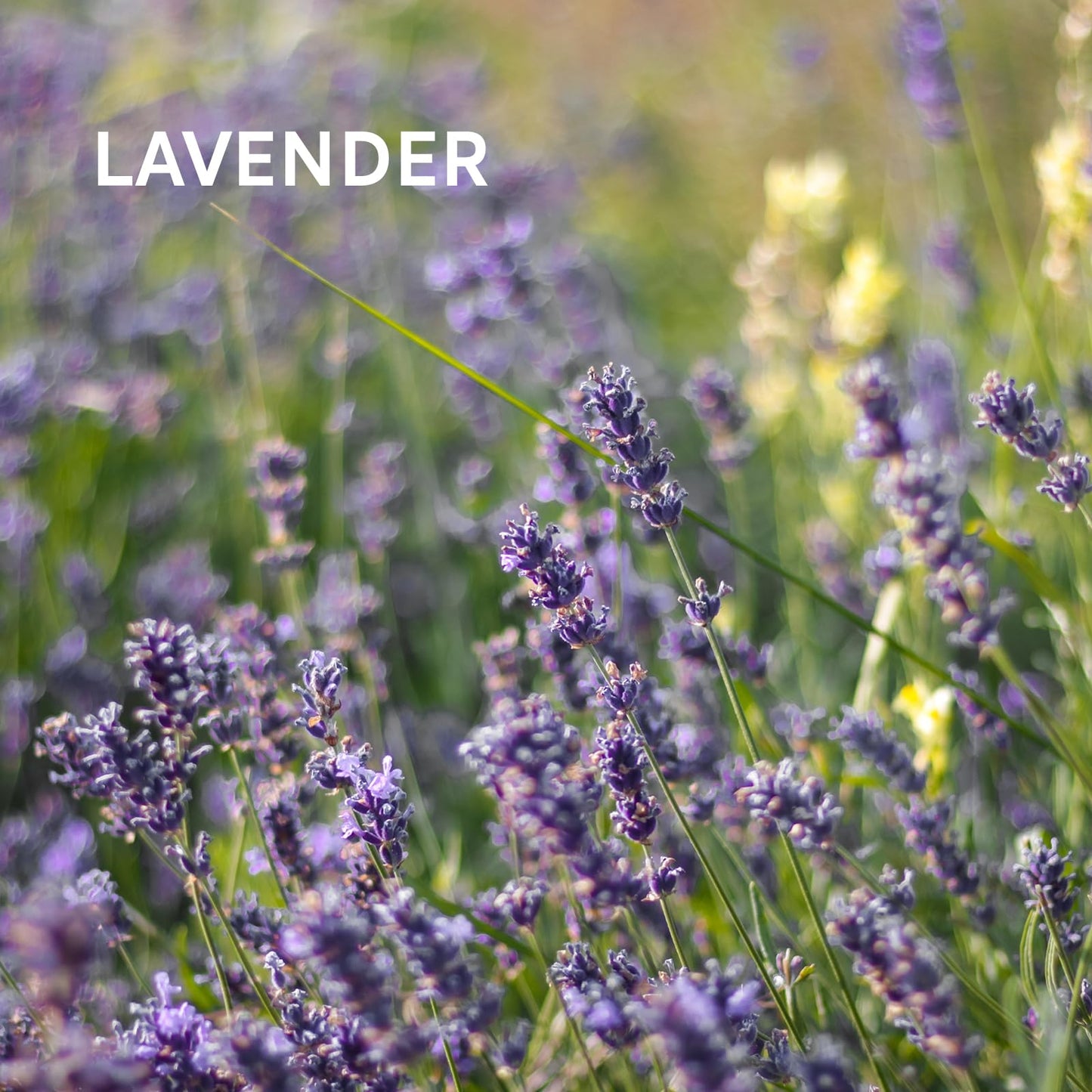 Zermat For Men, Intrepid Experience Fragrance Body Spray, 8.45 Fl. Oz.