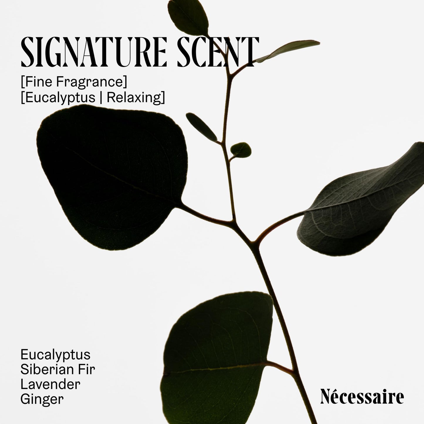 Nécessaire Eucalyptus Body Wash with Pump | Multi-Oil Nourishing Cleanse For Women + Men | Gel Cleanser | Dermatologist-Tested. Hypoallergenic | No SLS/SLES (500 ml / 16.9 fl. oz.)