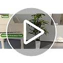 White 5FT Artificial Dracaena Tree Indoor with Planter - Realistic Faux Plant