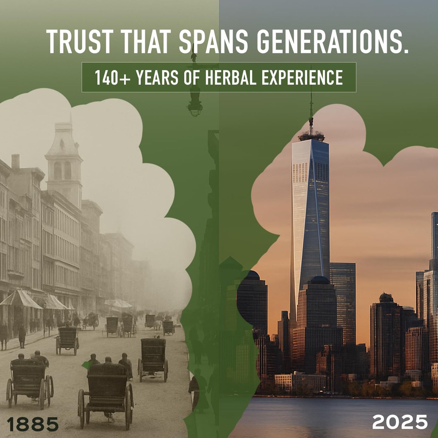 bixa BOTANICAL Yellow Dock Root Powder | Rumex Crispus | 200 GMS / 7 OZ | Ayurvedic Herbal Supplement | Gluten Free, Non-GMO, Steam Treated, Vegan, 100% Pure.