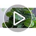 White 5FT Artificial Fiddle Leaf Fig Tree Indoor Outdoor Plant - Realistic Fake Tree