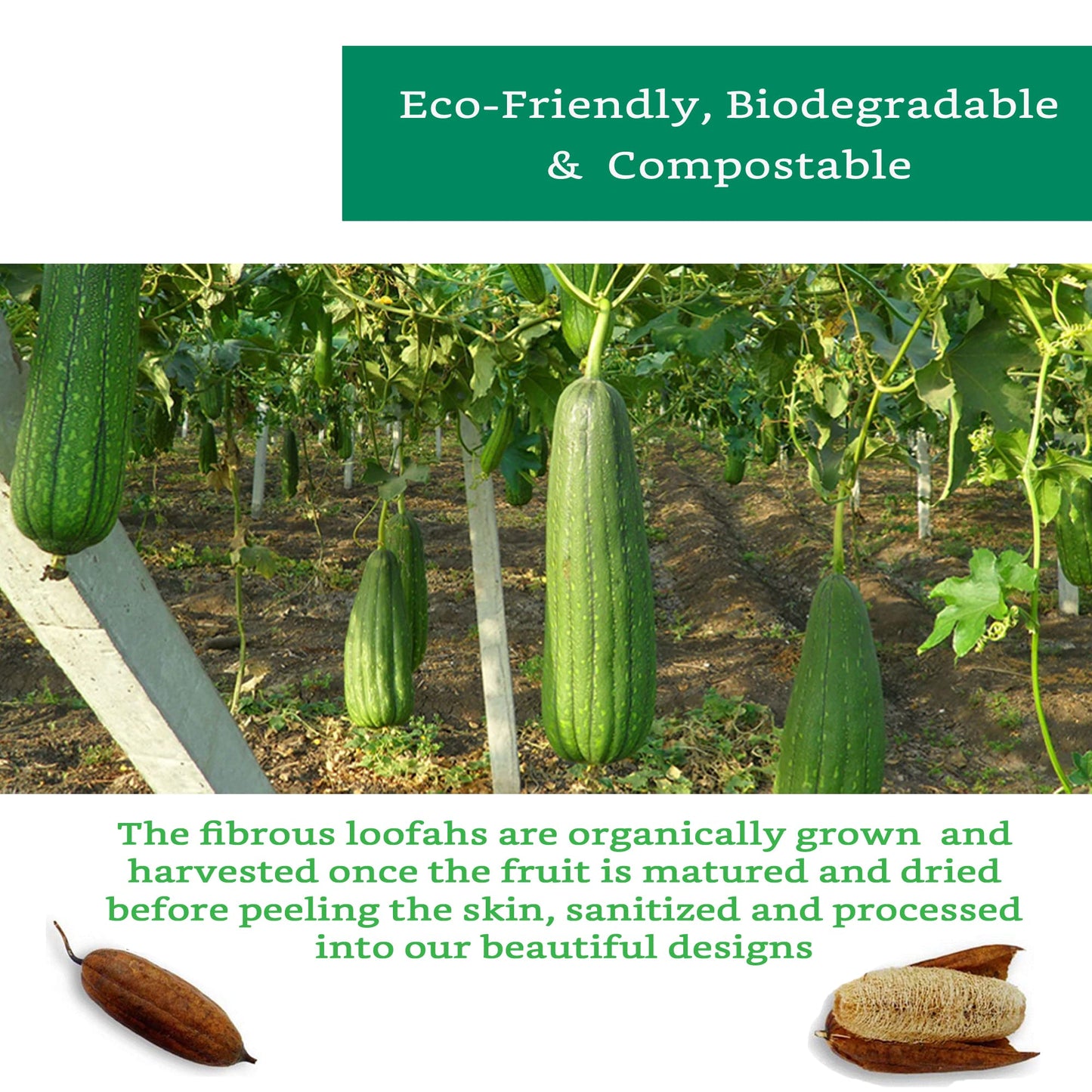 Natural Loofah Slices for Soap Making (20 Pack) - Organic Loufa Cuts - Bulk Luffa - Soap Making Supplies