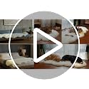 Sheepskin Rug 2x6 ft Luxury Wool Home Decor Cream White