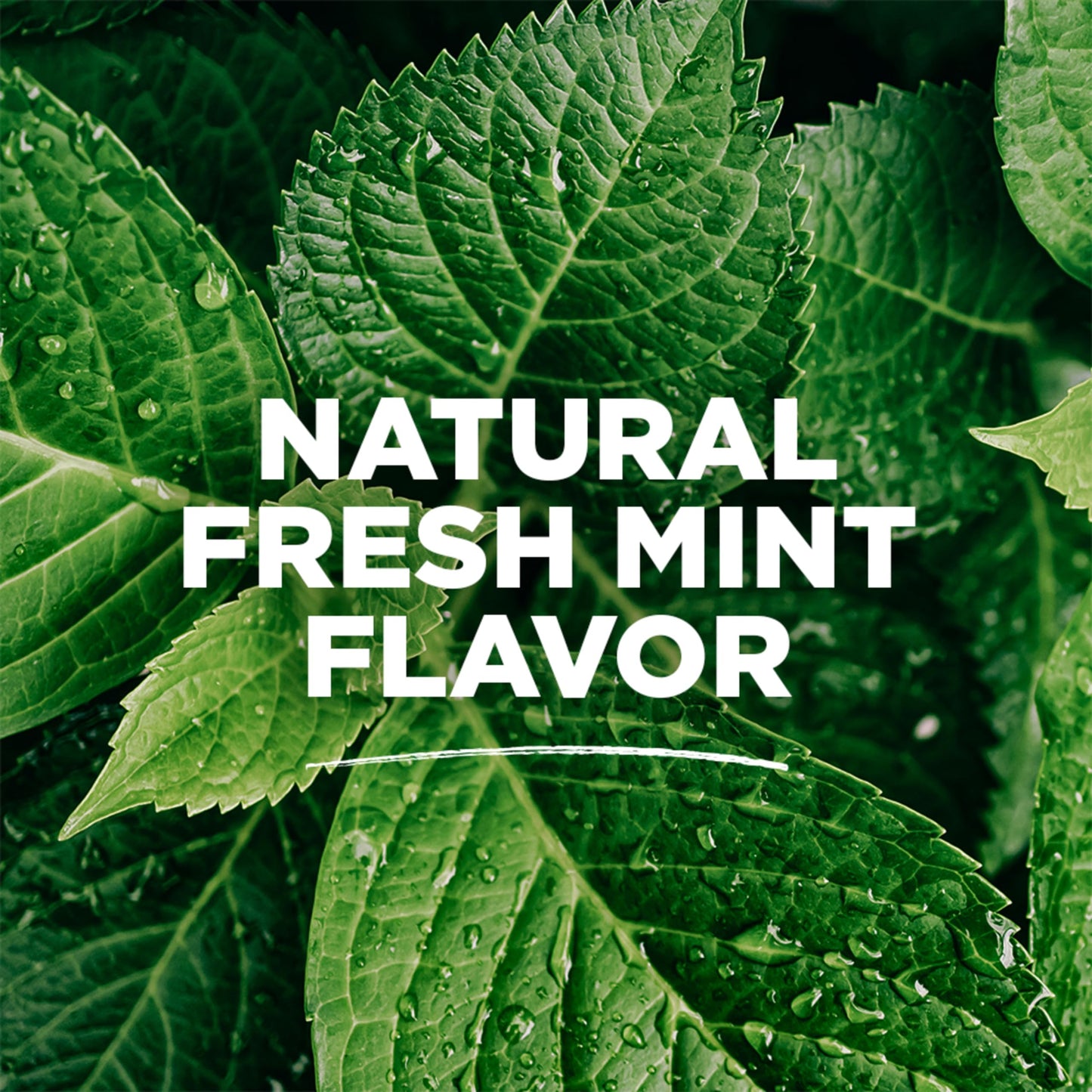 Tom's Of Maine Whole Care Natural Fluoride Mouthwash, Fresh Mint, 16 Oz (Pack of 3) (Packaging May Vary)