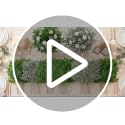 80 Pcs Italian Ruscus Greenery Stems Bulk, Green - Suncalla 21.6in